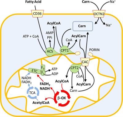 The Link Between the Mitochondrial Fatty Acid Oxidation Derangement and Kidney Injury
